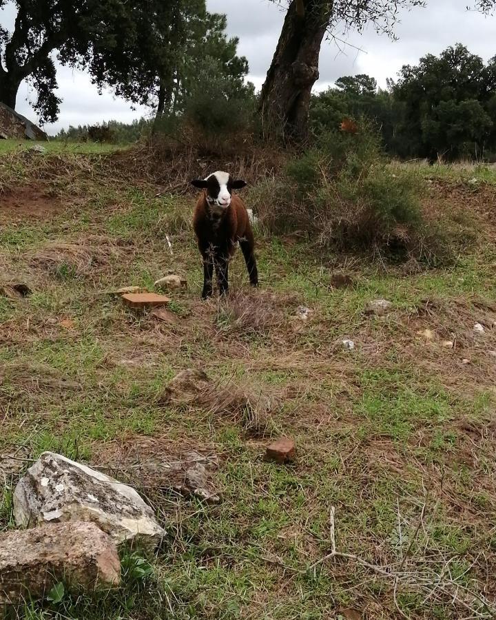 Turismo Rural Casa Da Ceu Amiais de Cima Экстерьер фото